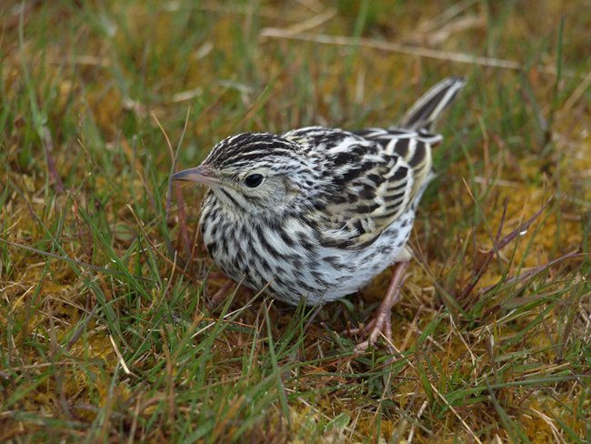 ../../Pictures/241209/007 Pipit.JPG